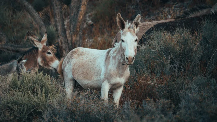découvrez tout sur la mule, cet animal de bât robuste et polyvalent, utilisé depuis des siècles pour le travail et le transport.