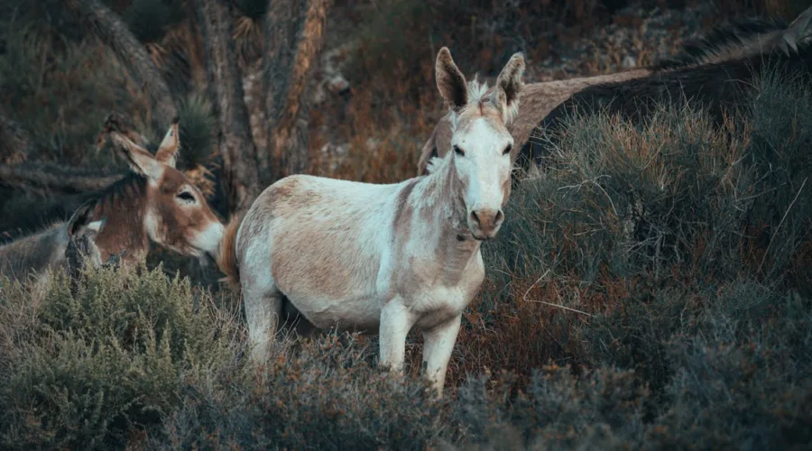 découvrez tout sur la mule, cet animal de bât robuste et polyvalent, utilisé depuis des siècles pour le travail et le transport.