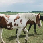 découvrez le paint horse, un cheval au pelage unique et coloré, alliant beauté et agilité. idéal pour l'équitation de loisir et les compétitions.
