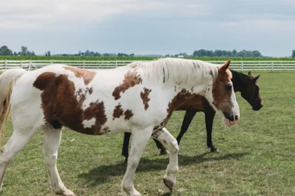 découvrez le paint horse, un cheval au pelage unique et coloré, alliant beauté et agilité. idéal pour l'équitation de loisir et les compétitions.