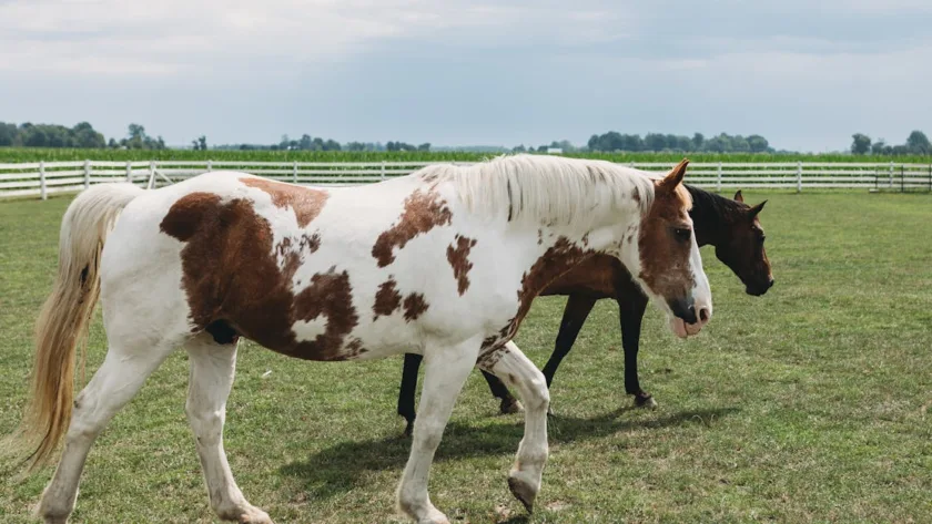 découvrez le paint horse, un cheval au pelage unique et coloré, alliant beauté et agilité. idéal pour l'équitation de loisir et les compétitions.