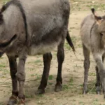 découvrez l'âne poitevin, une race française emblématique reconnue pour sa robustesse et son rôle historique dans l'agriculture et le transport.
