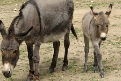 découvrez l'âne poitevin, une race française emblématique reconnue pour sa robustesse et son rôle historique dans l'agriculture et le transport.
