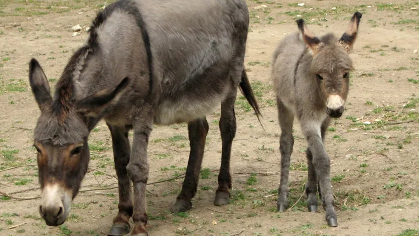 découvrez l'âne poitevin, une race française emblématique reconnue pour sa robustesse et son rôle historique dans l'agriculture et le transport.