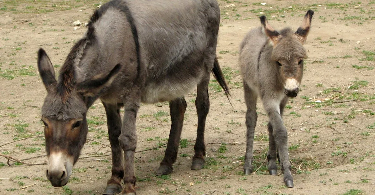découvrez l'âne poitevin, une race française emblématique reconnue pour sa robustesse et son rôle historique dans l'agriculture et le transport.