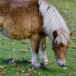 découvrez les différentes catégories de tailles de poneys pour choisir celui qui convient le mieux à vos besoins et à votre expérience.