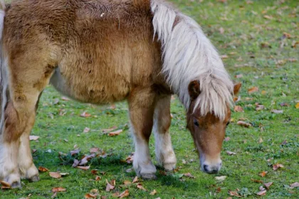 découvrez les différentes catégories de tailles de poneys pour choisir celui qui convient le mieux à vos besoins et à votre expérience.