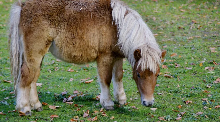 découvrez les différentes catégories de tailles de poneys pour choisir celui qui convient le mieux à vos besoins et à votre expérience.
