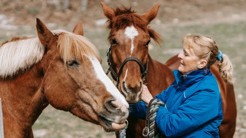 faute vétérinaire cheval recours