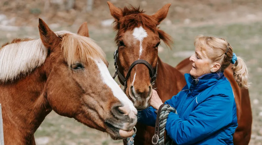 faute vétérinaire cheval recours