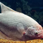 découvrez l'aquaponie, une méthode innovante de culture combinant l'aquaculture et l'hydroponie pour un jardinage durable et écologique.