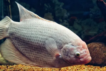 découvrez l'aquaponie, une méthode innovante de culture combinant l'aquaculture et l'hydroponie pour un jardinage durable et écologique.