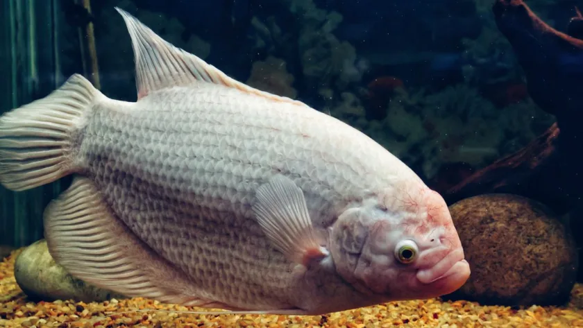 découvrez l'aquaponie, une méthode innovante de culture combinant l'aquaculture et l'hydroponie pour un jardinage durable et écologique.