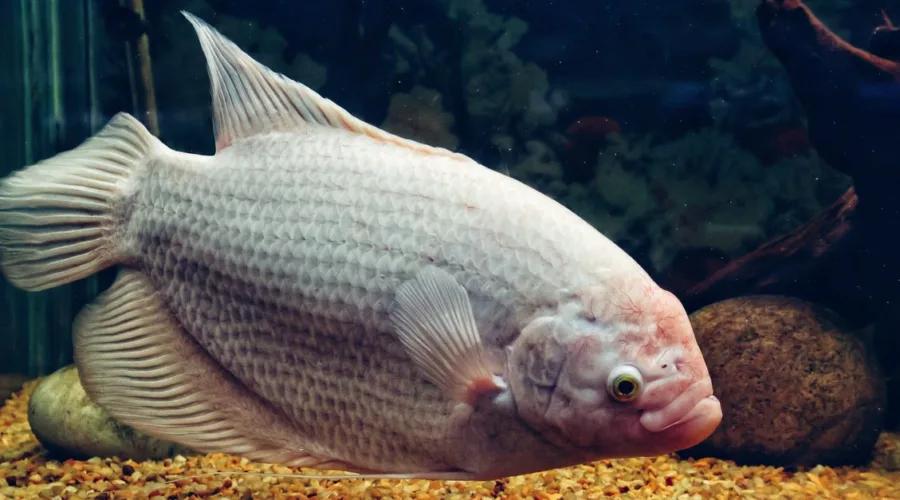 découvrez l'aquaponie, une méthode innovante de culture combinant l'aquaculture et l'hydroponie pour un jardinage durable et écologique.