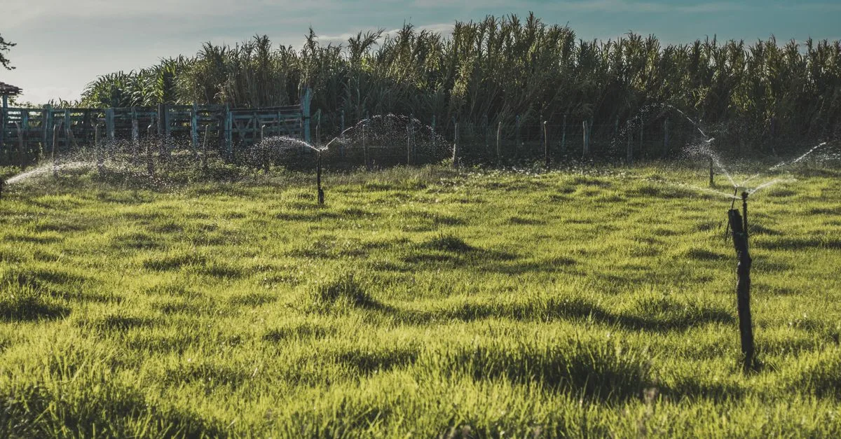 découvrez l'agriculture écologique, une méthode respectueuse de l'environnement qui favorise la biodiversité, préserve les ressources naturelles et soutient une production alimentaire saine et durable.