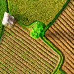découvrez l'agriculture écologique, une méthode durable qui respecte l'environnement en favorisant la biodiversité, la santé des sols et la réduction des pesticides.