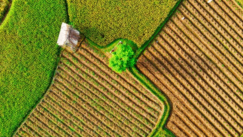 découvrez l'agriculture écologique, une méthode durable qui respecte l'environnement en favorisant la biodiversité, la santé des sols et la réduction des pesticides.