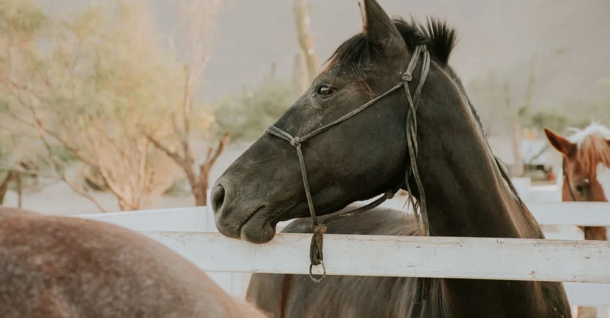 assurance équine : protégez vos chevaux avec des garanties adaptées pour couvrir les soins, accidents et responsabilités. trouvez la meilleure assurance pour vos chevaux.
