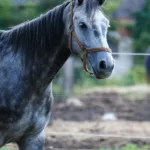 découvrez l'univers du bien-être équin avec nos conseils et solutions pour la santé et le confort de votre cheval.