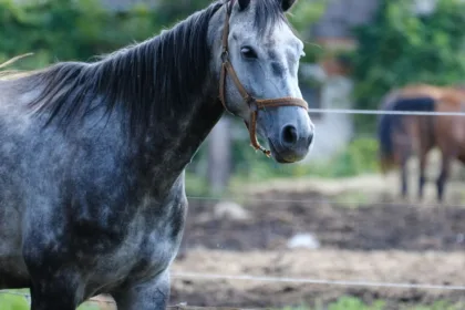 découvrez l'univers du bien-être équin avec nos conseils et solutions pour la santé et le confort de votre cheval.