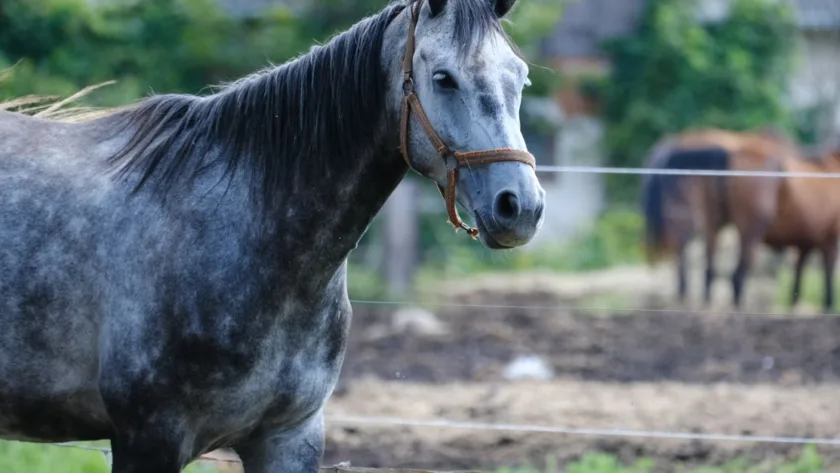 découvrez l'univers du bien-être équin avec nos conseils et solutions pour la santé et le confort de votre cheval.