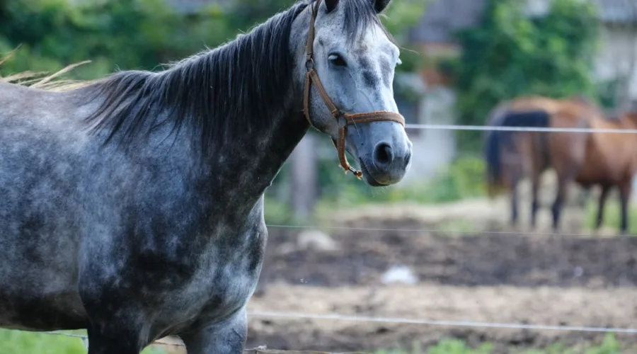découvrez l'univers du bien-être équin avec nos conseils et solutions pour la santé et le confort de votre cheval.