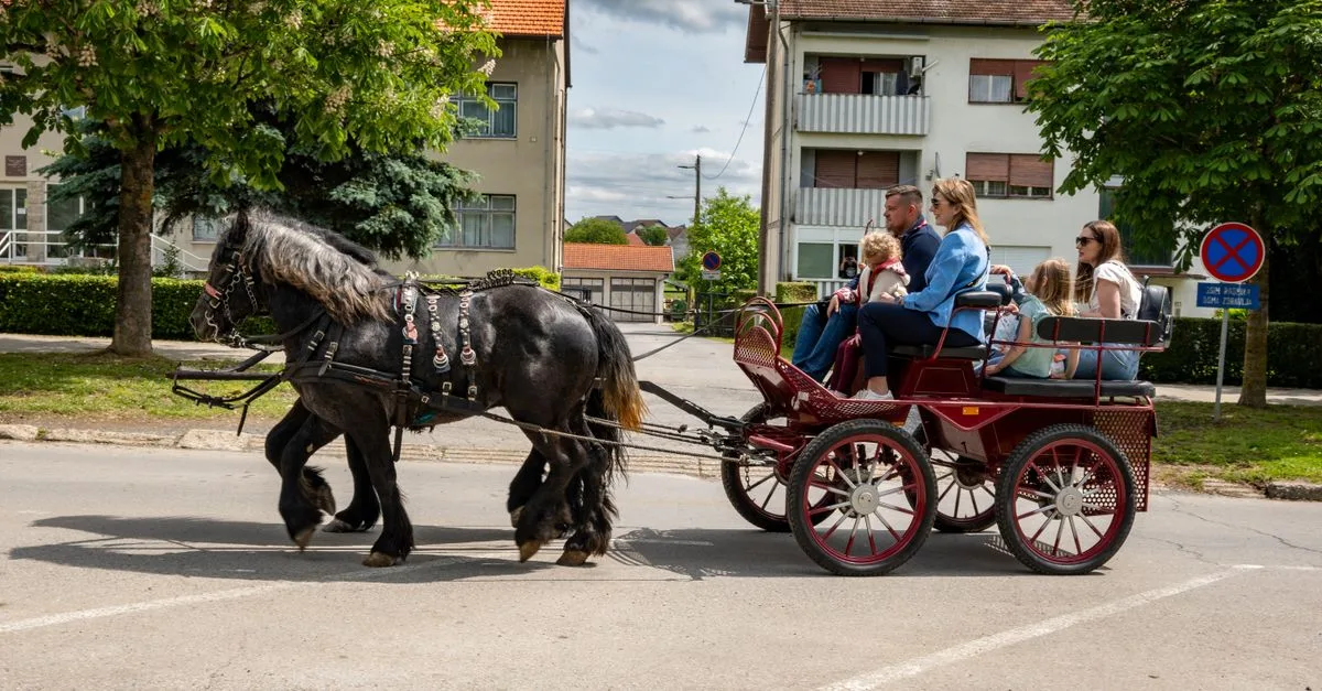 découvrez le prix des chevaux frisons, une race élégante et majestueuse prisée pour ses qualités uniques. guide complet pour acheter votre cheval frison.