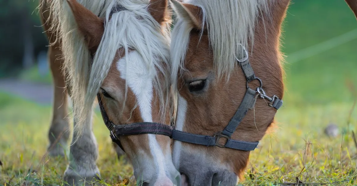 recherchez des informations complètes et fiables sur les chevaux : races, soins, alimentation et bien plus encore.