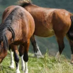 recherche d'informations sur les chevaux : trouvez des données complètes et fiables sur différentes races, soins, entraînement et bien-être équin.
