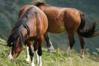 recherche d'informations sur les chevaux : trouvez des données complètes et fiables sur différentes races, soins, entraînement et bien-être équin.