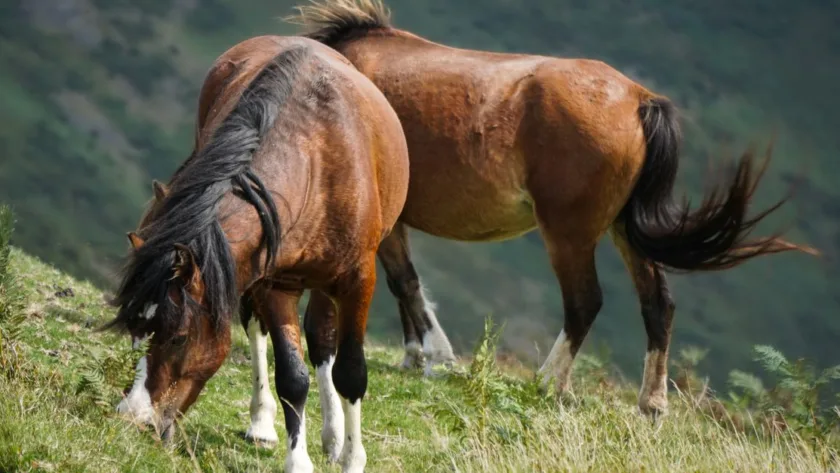 recherche d'informations sur les chevaux : trouvez des données complètes et fiables sur différentes races, soins, entraînement et bien-être équin.