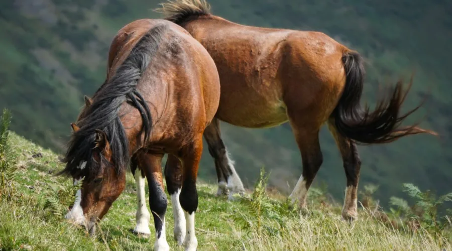 recherche d'informations sur les chevaux : trouvez des données complètes et fiables sur différentes races, soins, entraînement et bien-être équin.