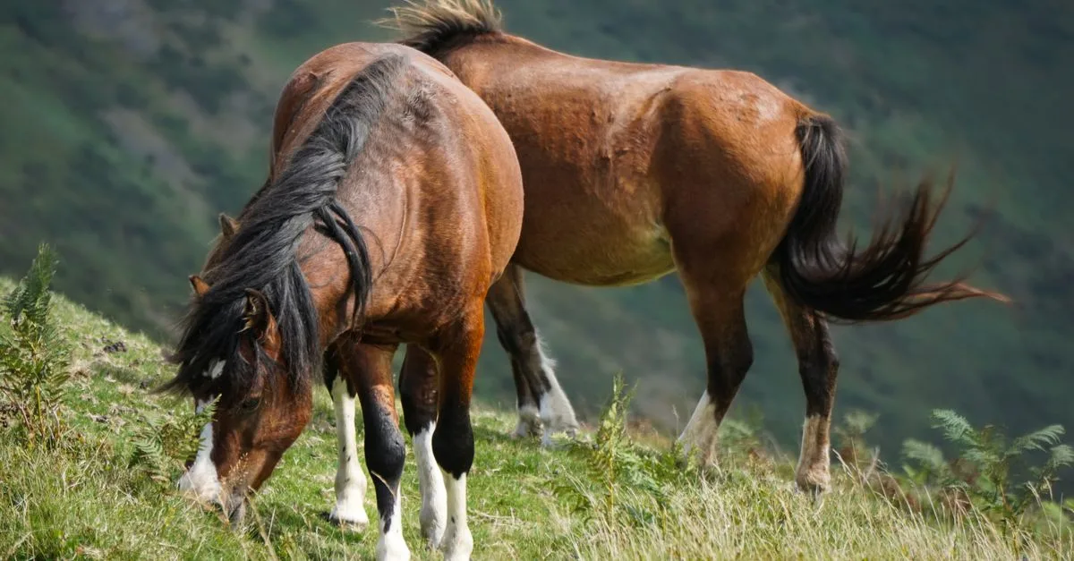 recherche d'informations sur les chevaux : trouvez des données complètes et fiables sur différentes races, soins, entraînement et bien-être équin.
