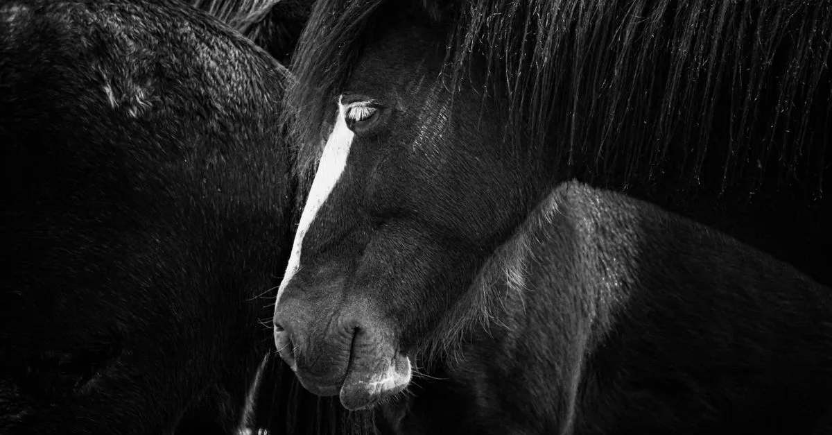 découvrez le cheval mérens, une race rustique et élégante originaire des pyrénées, reconnue pour sa robustesse, son tempérament doux et son aptitude au travail en montagne.