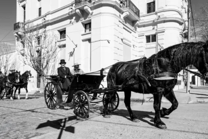 découvrez le cheval mérens, une race rustique et élégante, parfaite pour l'équitation de loisir et le travail en montagne. apprenez tout sur ses caractéristiques, son histoire et son caractère.
