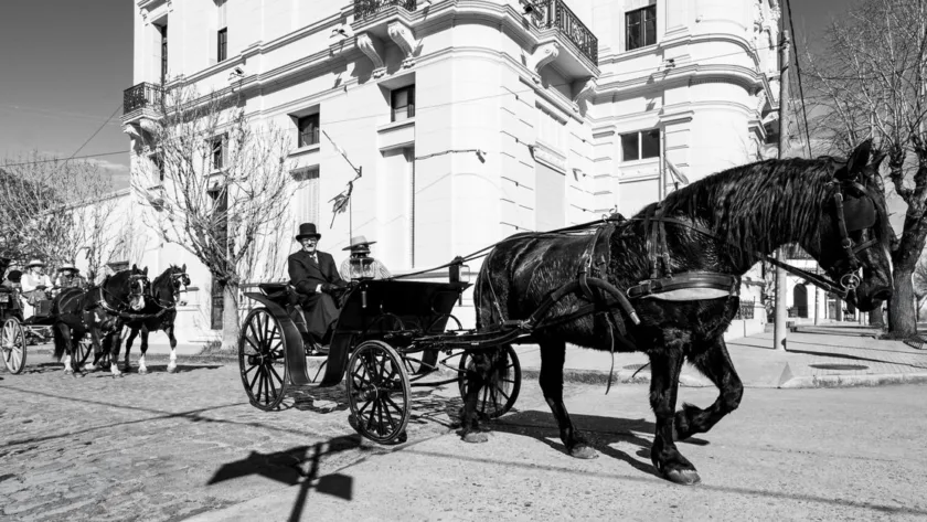 découvrez le cheval mérens, une race rustique et élégante, parfaite pour l'équitation de loisir et le travail en montagne. apprenez tout sur ses caractéristiques, son histoire et son caractère.
