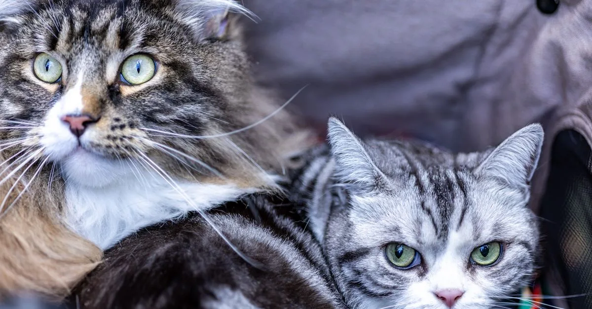 conseils pratiques pour une coexistence harmonieuse entre plusieurs chats et avec les humains.