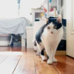 découvrez des conseils pratiques pour favoriser la coexistence harmonieuse entre plusieurs chats et assurer leur bien-être au quotidien.
