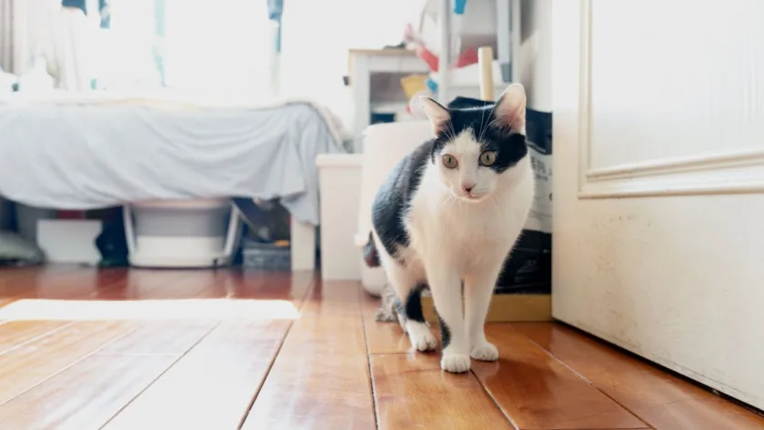 découvrez des conseils pratiques pour favoriser la coexistence harmonieuse entre plusieurs chats et assurer leur bien-être au quotidien.