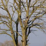 découvrez les meilleures techniques de taille pour entretenir vos arbres et arbustes, stimuler leur croissance et améliorer leur santé.