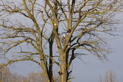 découvrez les meilleures techniques de taille pour entretenir vos arbres et arbustes, stimuler leur croissance et améliorer leur santé.