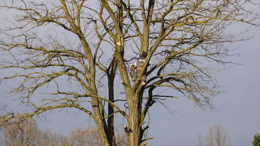 découvrez les meilleures techniques de taille pour entretenir vos arbres et arbustes, stimuler leur croissance et améliorer leur santé.