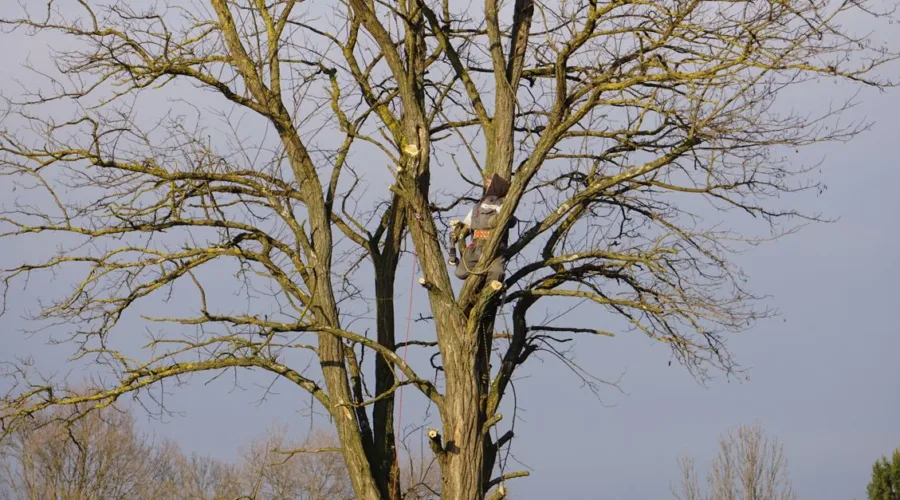 découvrez les meilleures techniques de taille pour entretenir vos arbres et arbustes, stimuler leur croissance et améliorer leur santé.