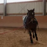 préparez votre examen du galop 2 avec des exercices pratiques pour réviser les aides, les allures, les soins et la sécurité à cheval.