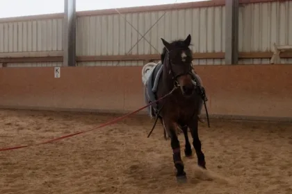 préparez votre examen du galop 2 avec des exercices pratiques pour réviser les aides, les allures, les soins et la sécurité à cheval.