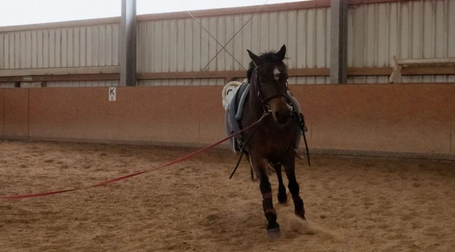 préparez votre examen du galop 2 avec des exercices pratiques pour réviser les aides, les allures, les soins et la sécurité à cheval.