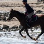 évaluez votre maîtrise des compétences du galop 3 : techniques équestres, contrôle du cheval et connaissances essentielles pour progresser en toute confiance.