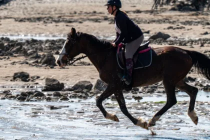 évaluez votre maîtrise des compétences du galop 3 : techniques équestres, contrôle du cheval et connaissances essentielles pour progresser en toute confiance.