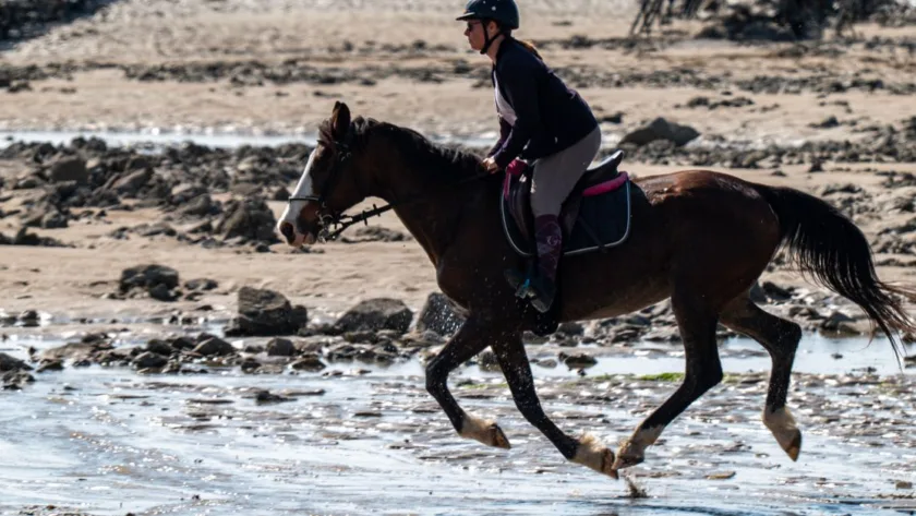 évaluez votre maîtrise des compétences du galop 3 : techniques équestres, contrôle du cheval et connaissances essentielles pour progresser en toute confiance.
