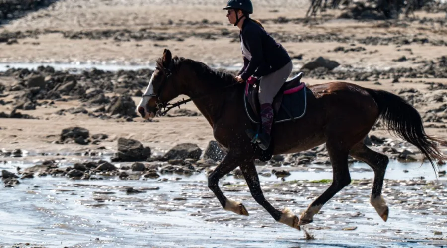 évaluez votre maîtrise des compétences du galop 3 : techniques équestres, contrôle du cheval et connaissances essentielles pour progresser en toute confiance.